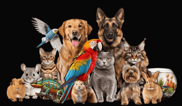 Animal Lovers